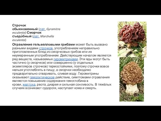 Строчок обыкновенный (лат. Gyromitra esculenta) Сморчок съедо́бный (лат. Morchella esculenta)