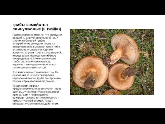 грибы семейства свинушковые (P. Paxillus) Распространено мнение, что свинушки съедобны