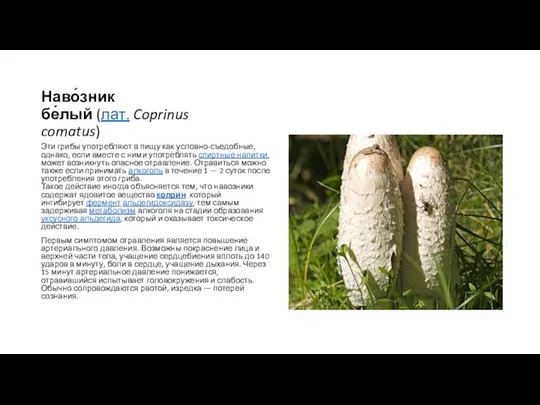 Наво́зник бе́лый (лат. Coprinus comatus) Эти грибы употребляют в пищу