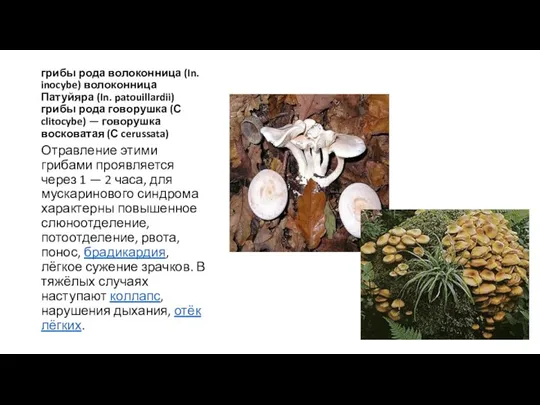 грибы рода волоконница (In. inocybe) волоконница Патуйяра (In. patouillardii) грибы