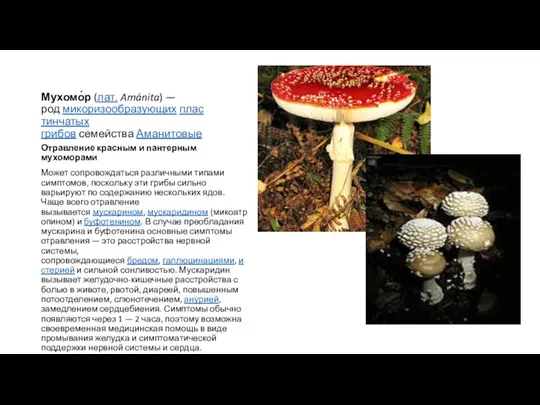 Мухомо́р (лат. Amánita) — род микоризообразующих пластинчатых грибов семейства Аманитовые