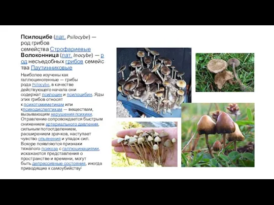 Псилоцибе (лат. Psilocybe) — род грибов семейства Строфариевые Волоко́нница (лат.