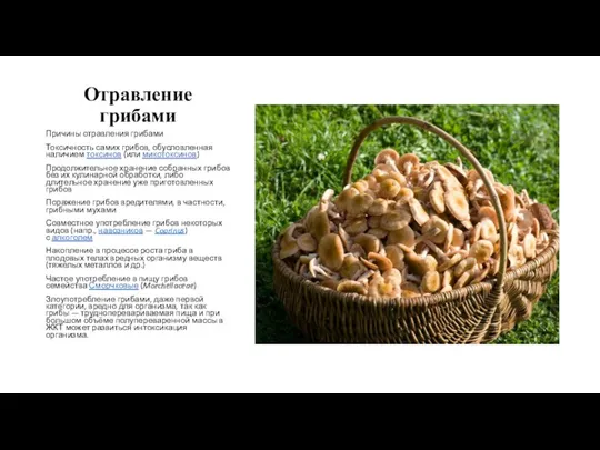 Отравление грибами Причины отравления грибами Токсичность самих грибов, обусловленная наличием