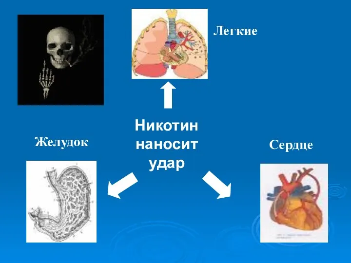 Никотин наносит удар Легкие Желудок Сердце