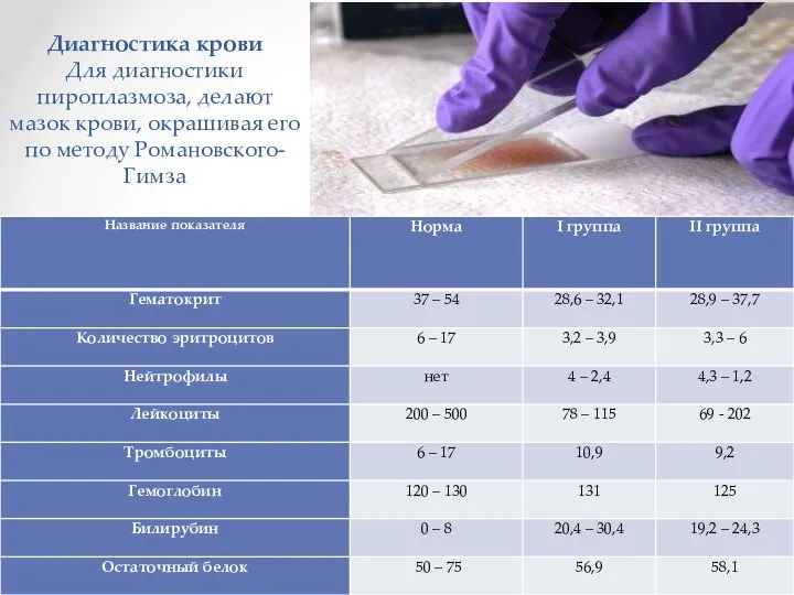 Диагностика крови Для диагностики пироплазмоза, делают мазок крови, окрашивая его по методу Романовского-Гимза