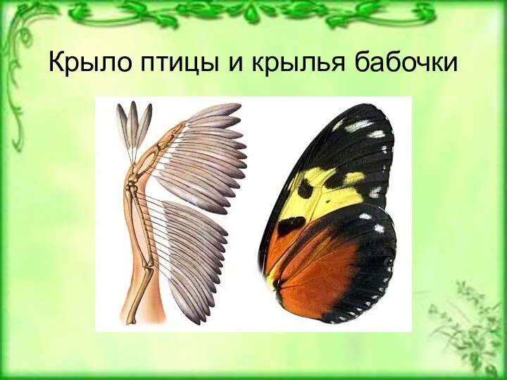 Крыло птицы и крылья бабочки
