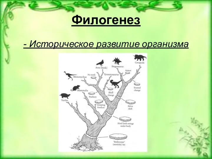 Филогенез - Историческое развитие организма