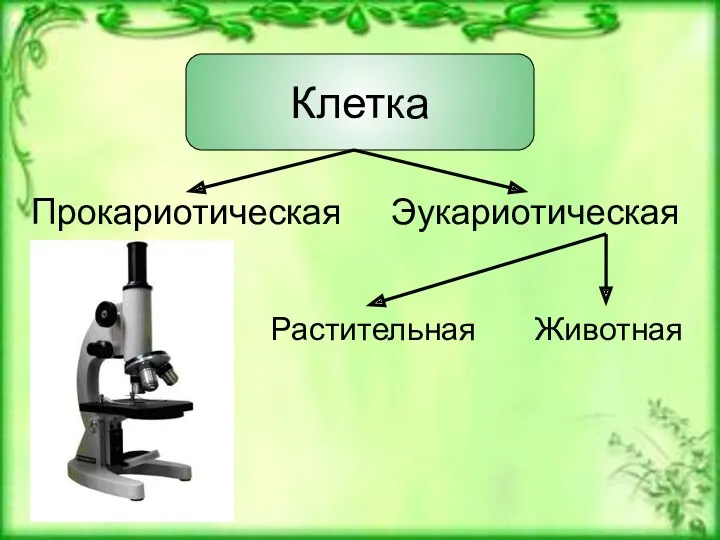 Клетка Прокариотическая Эукариотическая Животная Растительная