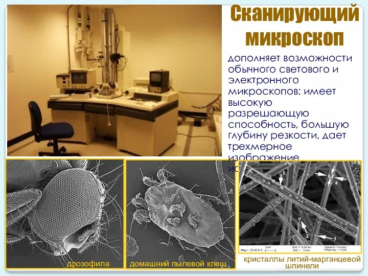 дрозофила домашний пылевой клещ Сканирующий микроскоп дополняет возможности обычного светового