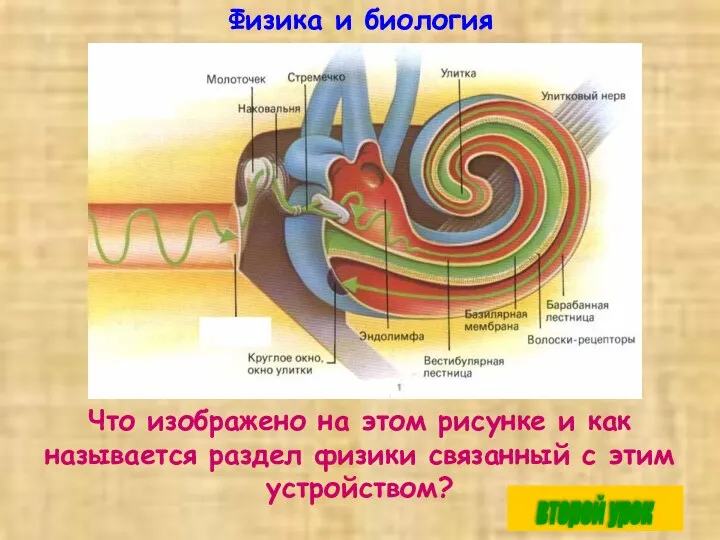 Физика и биология Что изображено на этом рисунке и как называется раздел физики