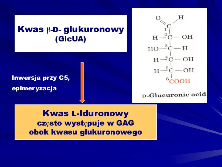 Kwas β-D- glukuronowy (GlcUA) Kwas L-Iduronowy często występuje w GAG obok kwasu glukuronowego