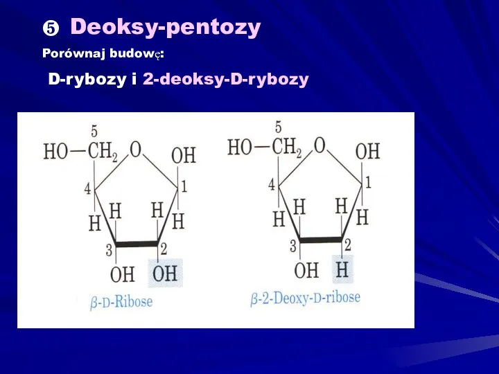 ❺ Deoksy-pentozy Porównaj budowę: D-rybozy i 2-deoksy-D-rybozy
