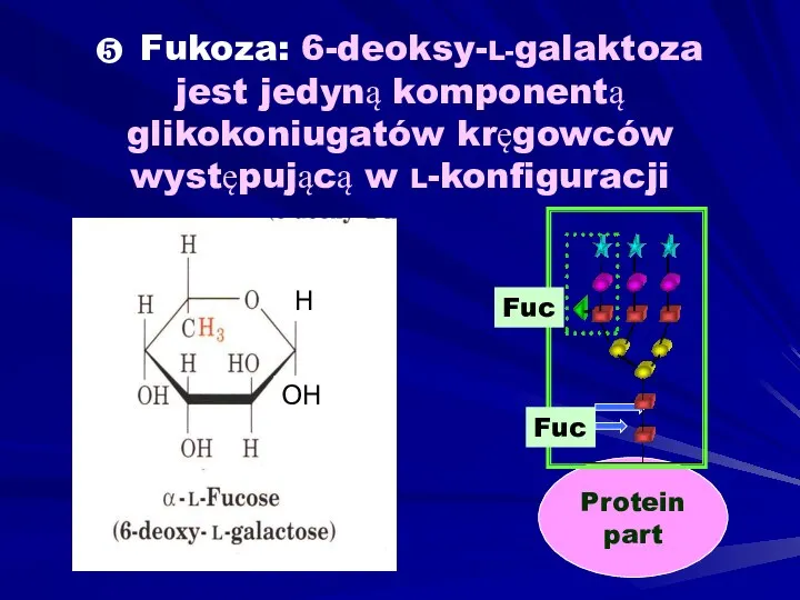 ❺ Fukoza: 6-deoksy-L-galaktoza jest jedyną komponentą glikokoniugatów kręgowców występującą w L-konfiguracji OH H