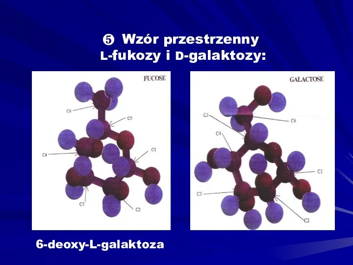 ❺ Wzór przestrzenny L-fukozy i D-galaktozy: 6-deoxy-L-galaktoza