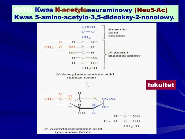 ❸❹❻ Kwas N-acetyloneuraminowy (Neu5-Ac) Kwas 5-amino-acetylo-3,5-dideoksy-2-nonolowy. fakultet