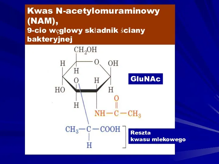 Kwas N-acetylomuraminowy (NAM), 9-cio węglowy składnik ściany bakteryjnej Reszta kwasu mlekowego GluNAc