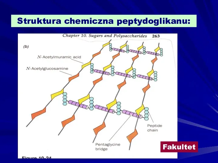 Struktura chemiczna peptydoglikanu: Fakultet
