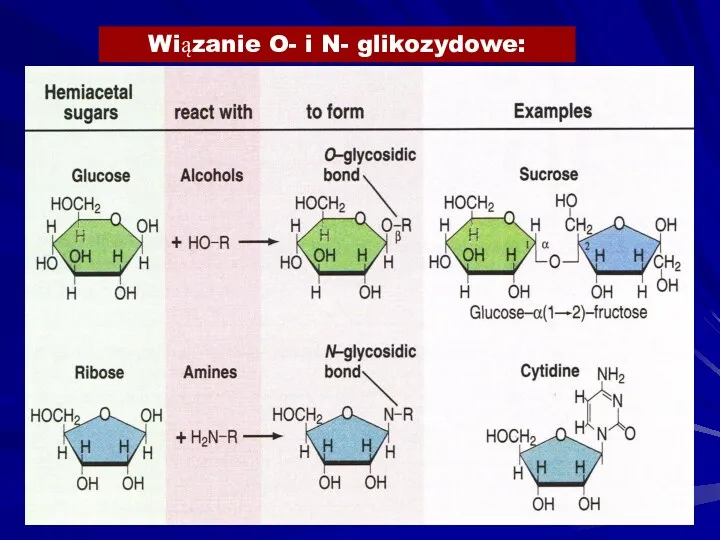 Wiązanie O- i N- glikozydowe: