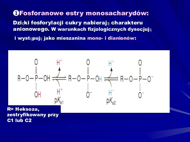 ❶Fosforanowe estry monosacharydów: Dzięki fosforylacji cukry nabierają charakteru anionowego. W warunkach fizjologicznych dysocjują