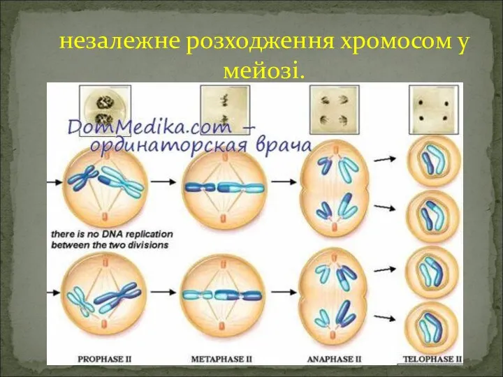 незалежне розходження хромосом у мейозі.