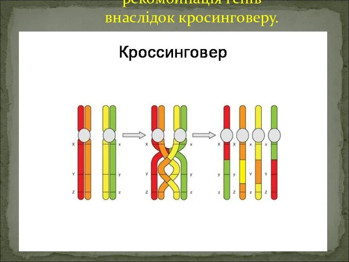 рекомбинація генів внаслідок кросинговеру.