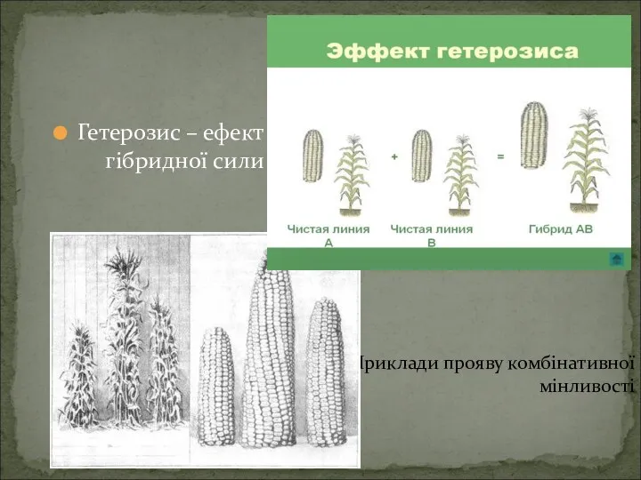 Гетерозис – ефект гібридної сили Приклади прояву комбінативної мінливості