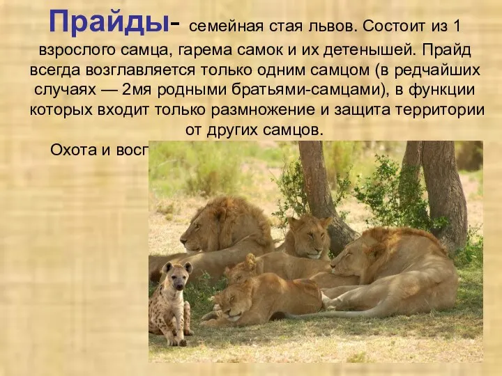 Прайды- семейная стая львов. Состоит из 1 взрослого самца, гарема