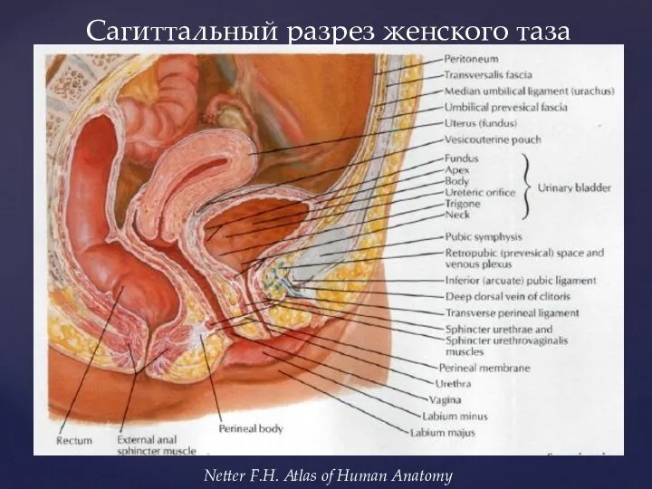 Сагиттальный разрез женского таза Netter F.H. Atlas of Human Anatomy
