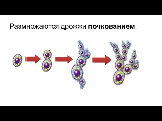 Размножаются дрожжи почкованием.