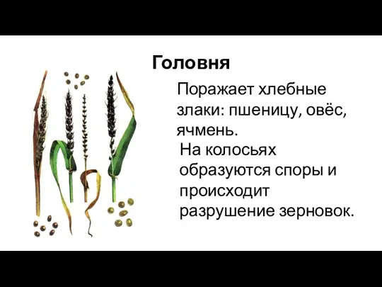 Головня Поражает хлебные злаки: пшеницу, овёс, ячмень. На колосьях образуются споры и происходит разрушение зерновок.