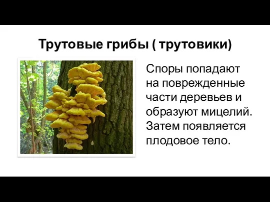 Трутовые грибы ( трутовики) Споры попадают на поврежденные части деревьев