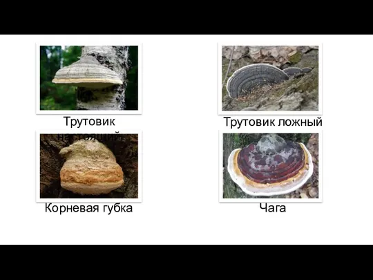 Трутовик настоящий Трутовик ложный Корневая губка Чага