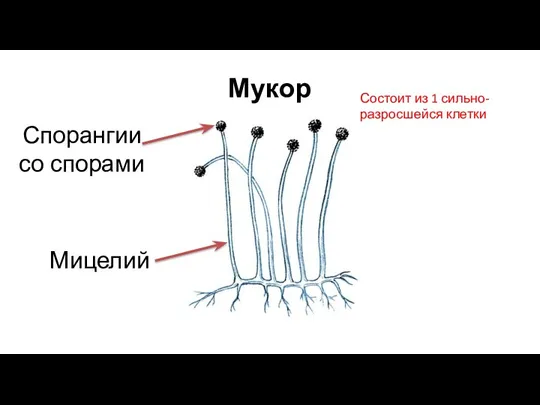 Мукор Мицелий Спорангии со спорами Состоит из 1 сильно-разросшейся клетки