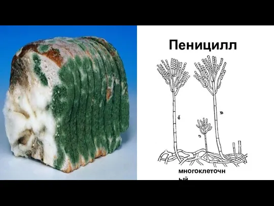 Пеницилл многоклеточный