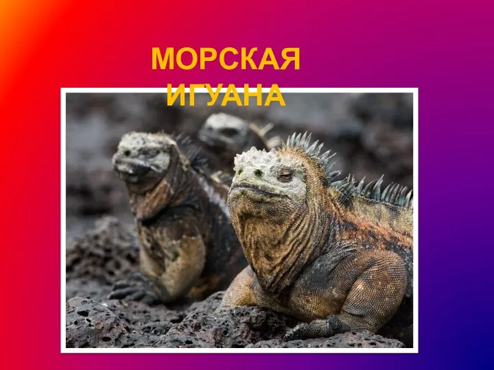 МОРСКАЯ ИГУАНА