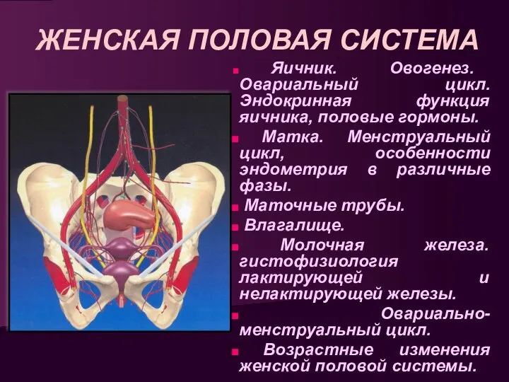 ЖЕНСКАЯ ПОЛОВАЯ СИСТЕМА Яичник. Овогенез. Овариальный цикл. Эндокринная функция яичника,