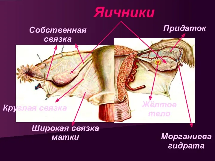 Яичники Собственная связка Широкая связка матки Круглая связка Придаток Морганиева гидрата Жёлтое тело