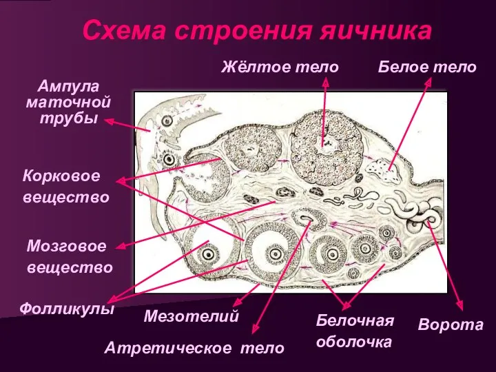 Схема строения яичника Ампула маточной трубы Корковое вещество Жёлтое тело