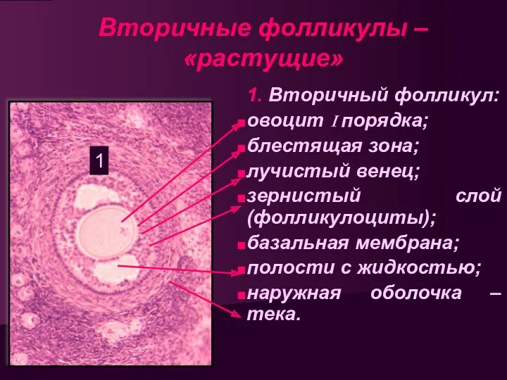 Вторичные фолликулы – «растущие» 1. Вторичный фолликул: овоцит I порядка;