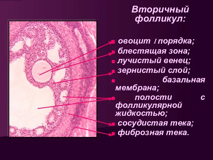 Вторичный фолликул: овоцит I порядка; блестящая зона; лучистый венец; зернистый