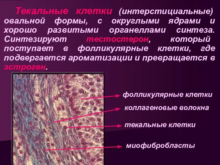 Текальные клетки (интерстициальные) овальной формы, с округлыми ядрами и хорошо