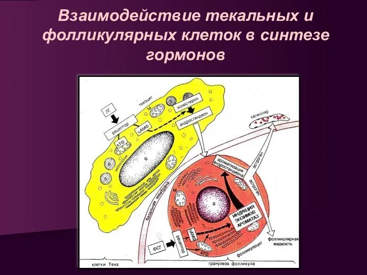 Взаимодействие текальных и фолликулярных клеток в синтезе гормонов