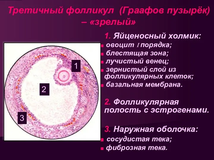 Третичный фолликул (Граафов пузырёк) – «зрелый» 1. Яйценосный холмик: овоцит