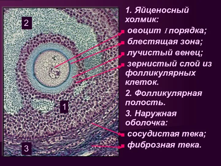 1. Яйценосный холмик: овоцит I порядка; блестящая зона; лучистый венец;