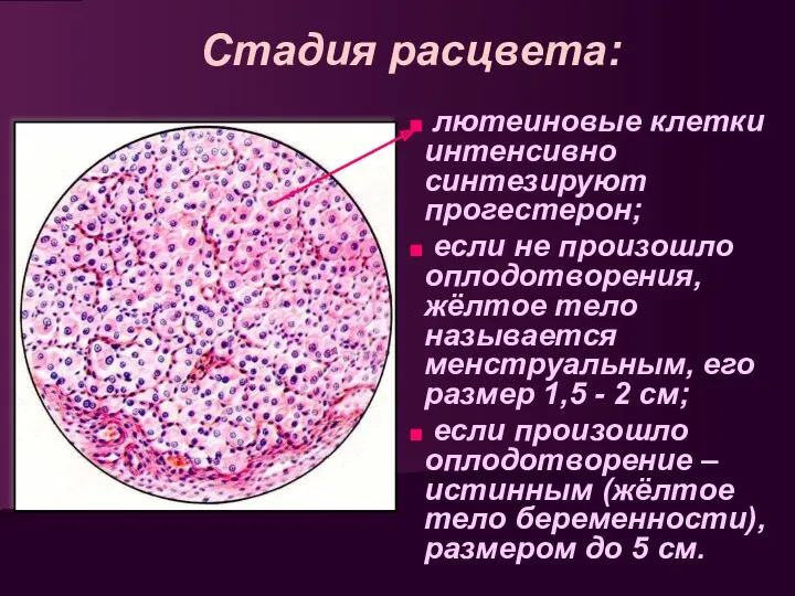 Стадия расцвета: лютеиновые клетки интенсивно синтезируют прогестерон; если не произошло