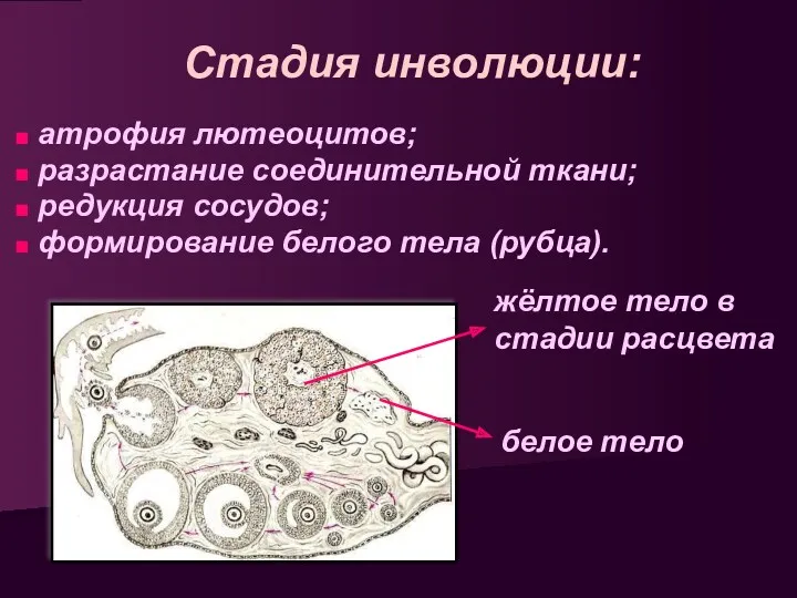 Стадия инволюции: атрофия лютеоцитов; разрастание соединительной ткани; редукция сосудов; формирование