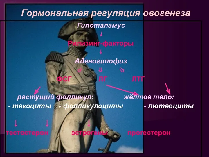 Гормональная регуляция овогенеза Гипоталамус ⇣ Рилизинг-факторы ⇣ Аденогипофиз ⇙ ⇓