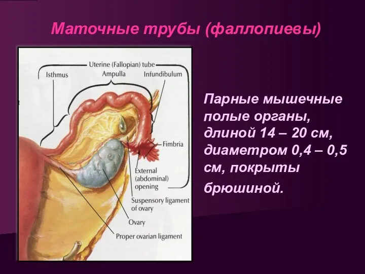 Маточные трубы (фаллопиевы) Парные мышечные полые органы, длиной 14 –