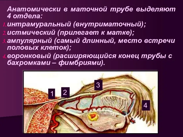 Анатомически в маточной трубе выделяют 4 отдела: интрамуральный (внутриматочный); истмический