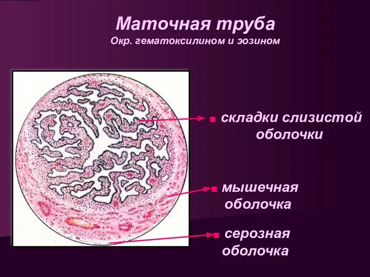 складки слизистой оболочки Маточная труба Окр. гематоксилином и эозином мышечная оболочка серозная оболочка